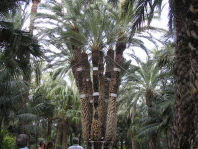Huerto del Cura - Elche Image